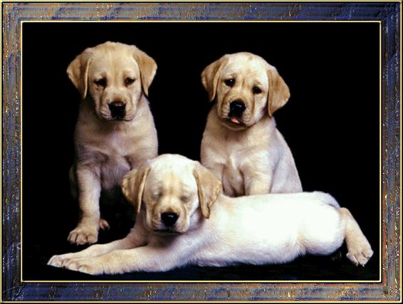 养宠物OR养孩子，你想好了吗？