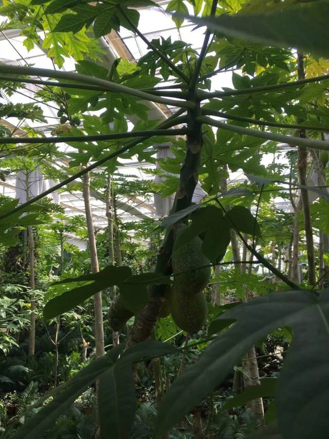 天源吉布世温泉水乐园,鞍山天源吉布世温泉一日游