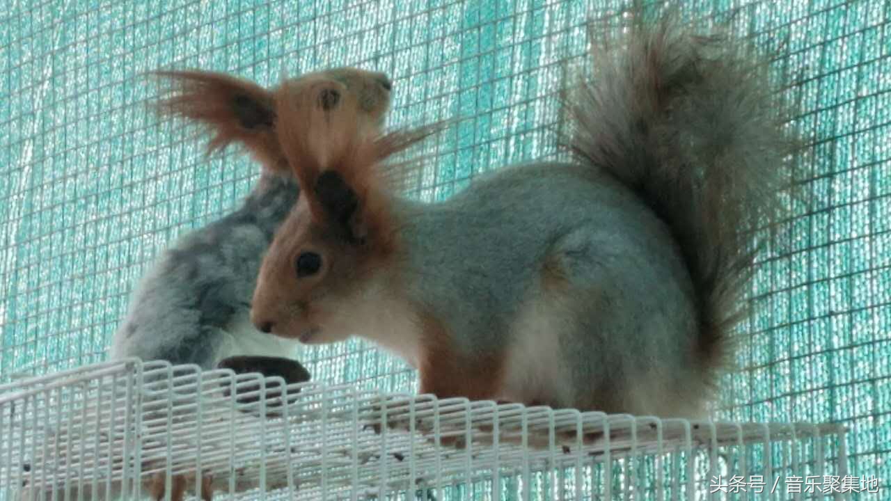 雪地松鼠哪种最漂亮,什么是最好的雪地松鼠