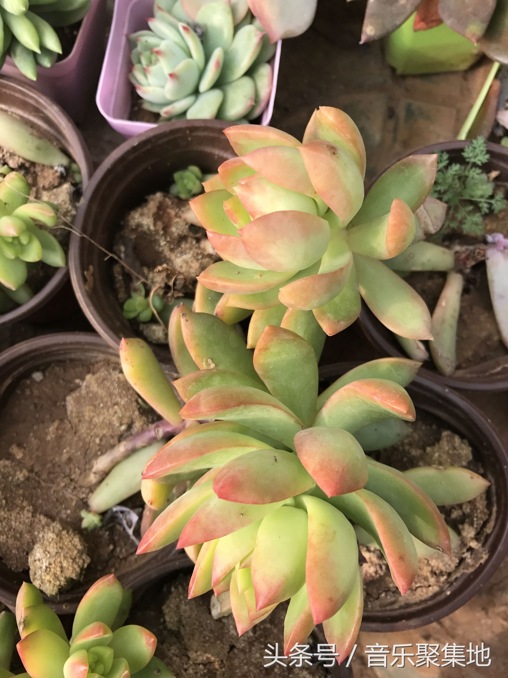 雪地松鼠哪种最漂亮,什么是最好的雪地松鼠