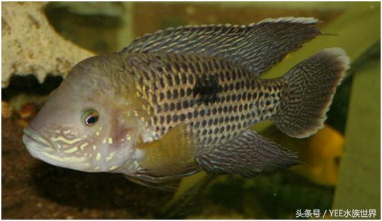 玉面皇冠单养一只好吗,玉面皇冠养起来好看吗