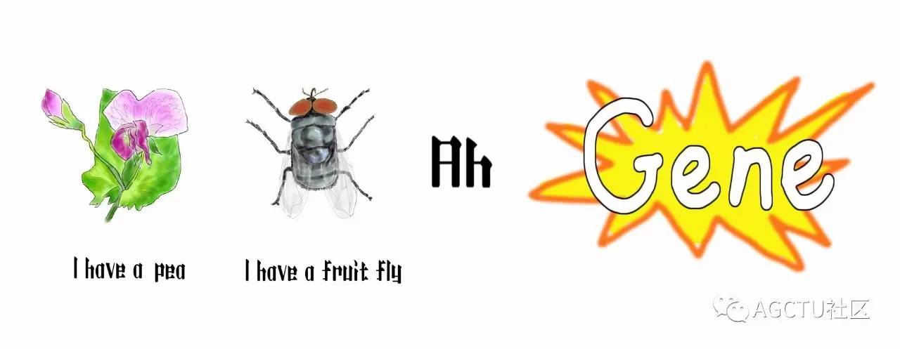 下一代测序技术原理,测序的原理