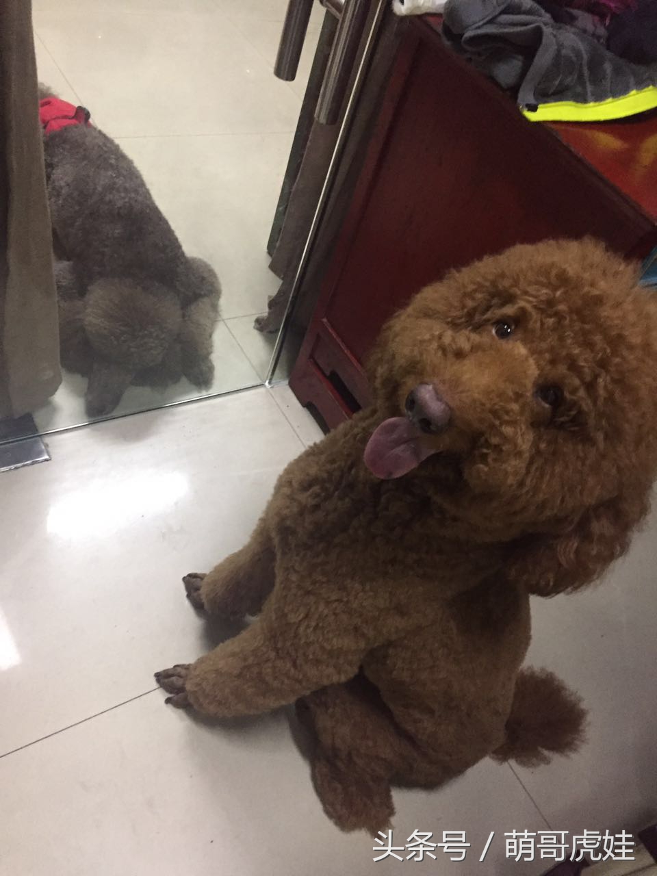 家里两只巨型贵宾犬,巨型贵宾犬发情跟泰迪一样吗