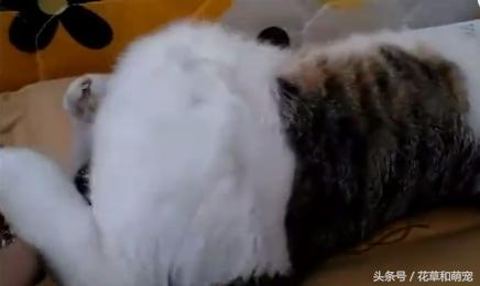 猫咪睡觉主人故意打醒,猫咪睡着了摸它突然就咬我