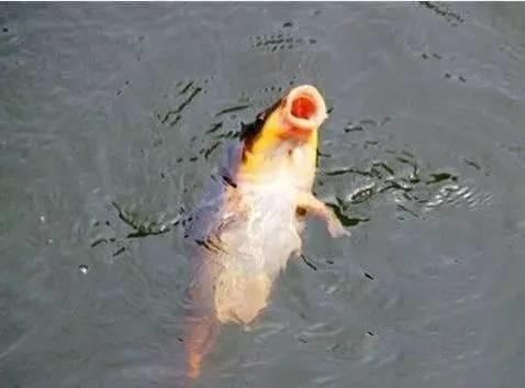 红薯挂钩钓鲤鱼饵料制作方法,我们钓小龙虾的肉怎么绑起来