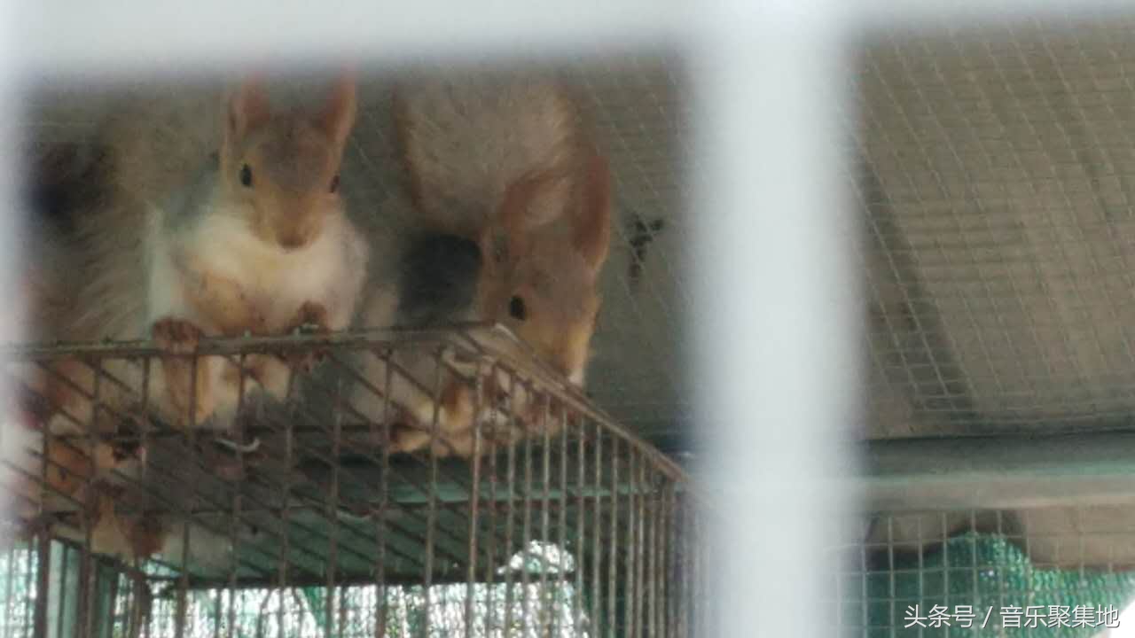 雪地松鼠哪种最漂亮,什么是最好的雪地松鼠