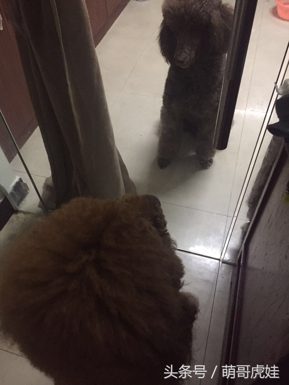 家里两只巨型贵宾犬,巨型贵宾犬发情跟泰迪一样吗