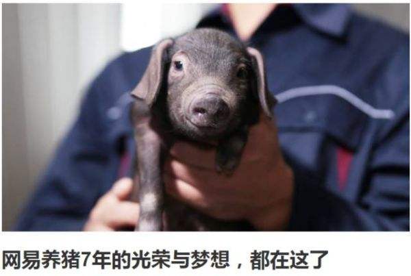 网易养猪业最新视频,网易养猪业