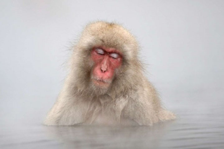 日本有一只很可爱的猴子,日本猴子玩手机