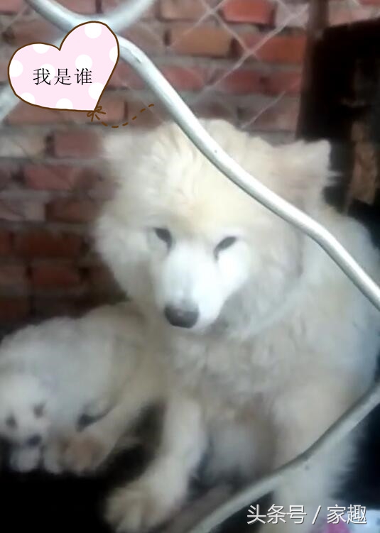 如何鉴别萨摩纯不纯,鉴定萨摩纯不纯