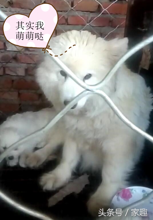 萨摩耶鉴定在线咨询,萨摩耶鉴定