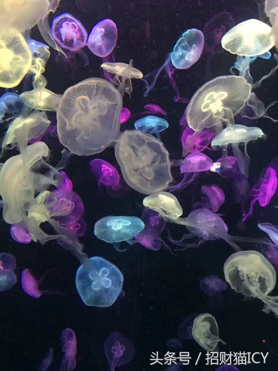 珠海长隆奇幻之旅,广州珠海长隆两天一夜攻略