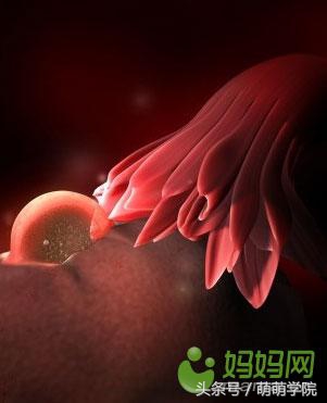 胎儿发育40周全过程b超影像,胎儿1-40周发育过程图高清