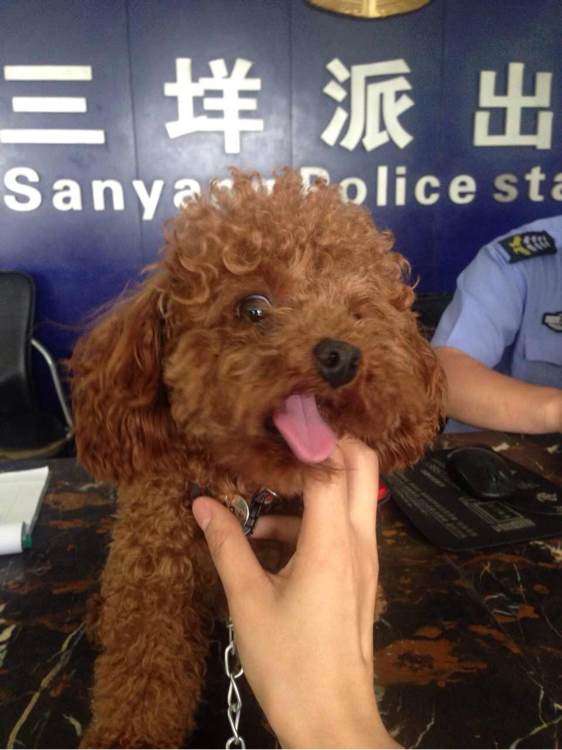 泰迪狗丢了找回来,泰迪狗丢了怎么找回来