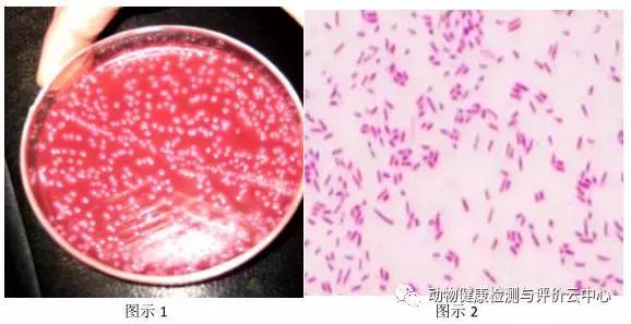 禽畜疾病实验室检测：常见细菌的分离鉴定（一）