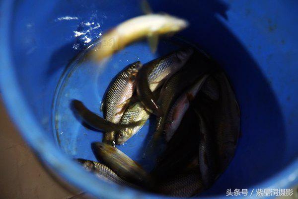 胎盘敢吃吗？这菜还拿了浙江当地金奖