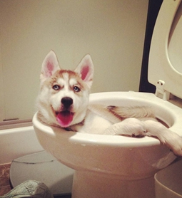 狗狗换了狗粮便便特别臭,狗狗便便里还有狗粮