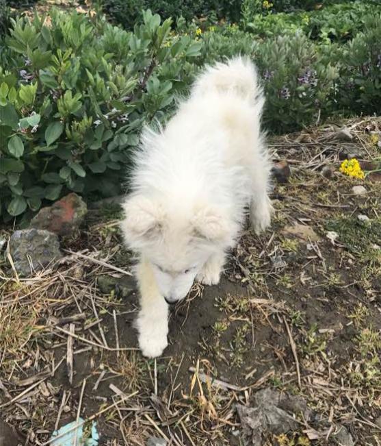 萨摩和两只流浪狗的日常生活,流浪狗萨摩怎么养活它