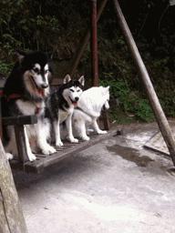 萨摩耶鉴定在线咨询,萨摩耶鉴定