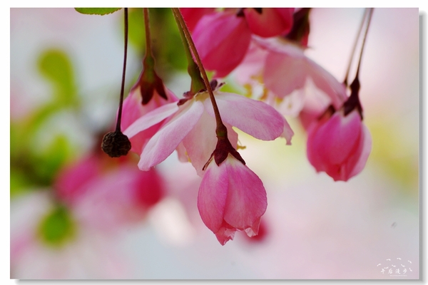 西安牡丹苑花还开着没,西安垂丝海棠哪里有卖