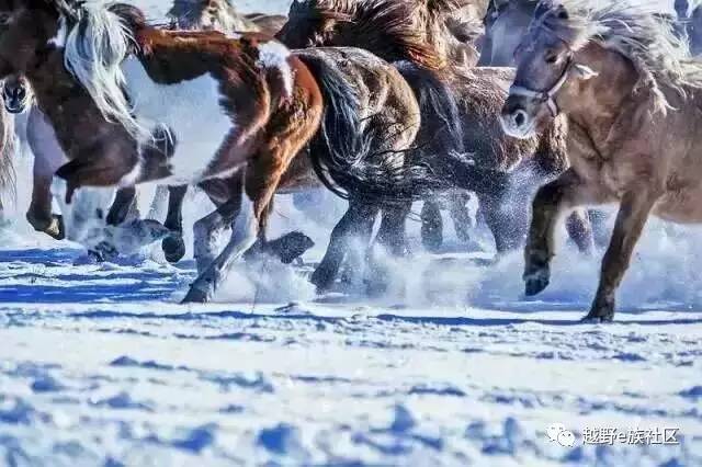 陪伴是最长情的告白——我和切诺基的故事