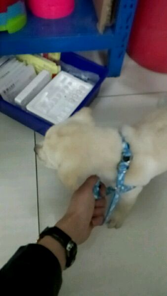 拉布拉多一个多月老是抖干呕,拉布拉多咳嗽得厉害有什么好办法