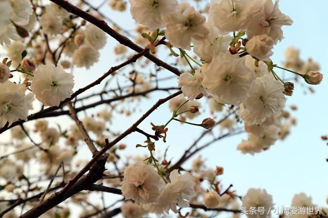 不用去日本深圳就能看樱花,日本樱花必看
