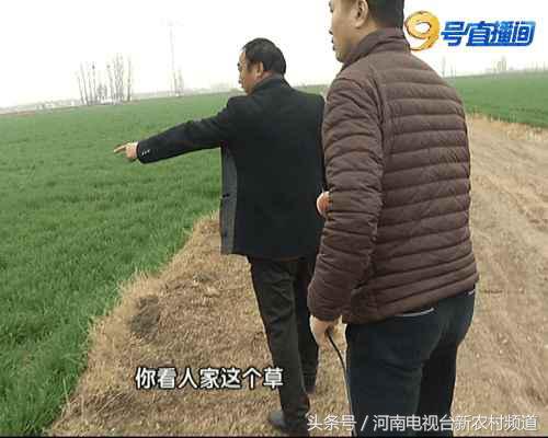 网上买除草剂犯法吗,除草剂草没死麦受毒了