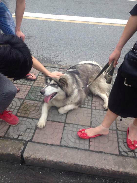 泰迪狗丢了找回来,泰迪狗丢了怎么找回来