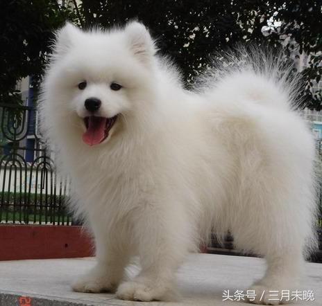 生活中二十种常见狗狗的价格，哪个最名不符实