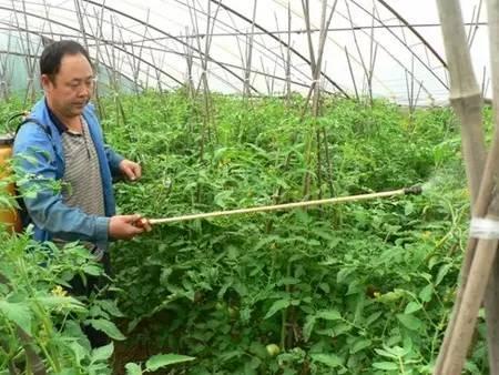 叶面肥的10大优点,史上最全叶面肥知识汇总强烈推荐