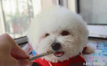 训练狗狗不乱吃地上东西视频,狗狗乱吃东西怎么教育它