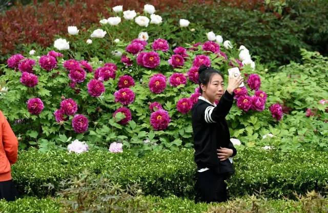 洛阳各牡丹观赏园门票价格公布,洛阳南山牡丹园门票免费政策