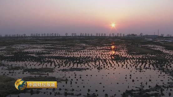 买到假五常大米怎么办,市场上常见的假冒五常大米