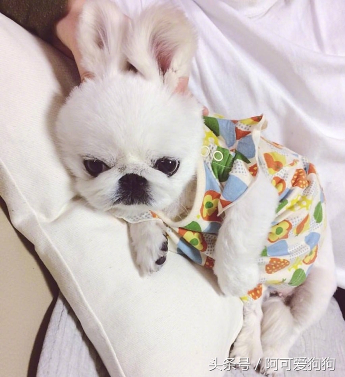 京巴犬以后趋势,京巴犬放开会跑么