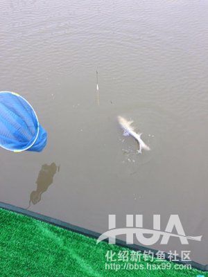 最新黑坑鱼竿测评,黑坑测试鲫鱼3.6米鱼竿推荐