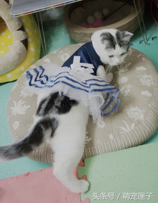 猫咪日常干架视频,猫咪日常萌炸时刻