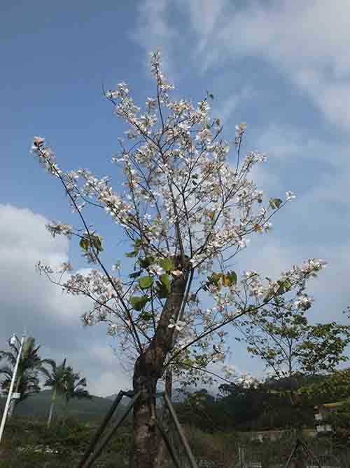 深圳的东湖公园怎么样,深圳市东湖公园