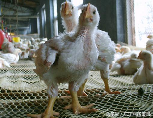 养鸡肠道球虫怎么防治,怎么预防鸡小肠球虫病