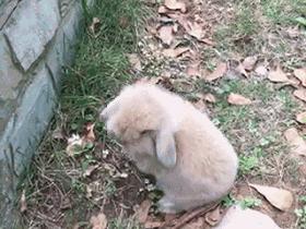 邂逅愚人节！别被兔兔蠢萌的外表所迷惑！