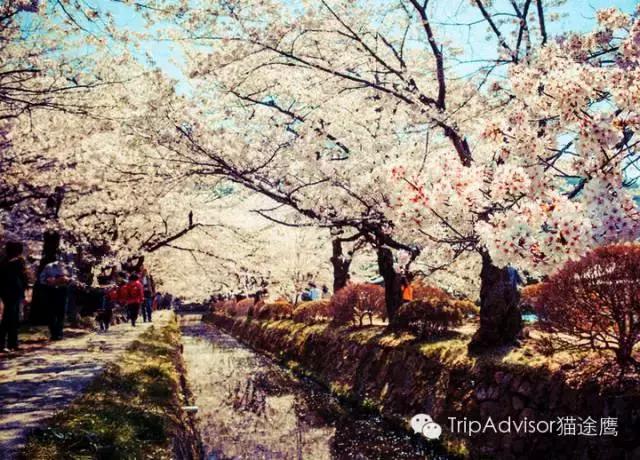 正逢樱花烂漫,何必远行带上这份攻略带你去赏樱