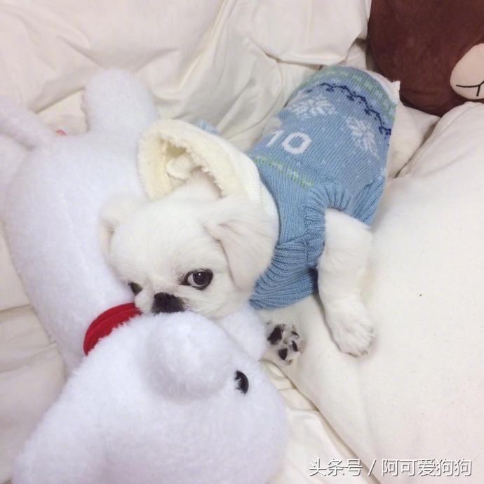 京巴犬以后趋势,京巴犬放开会跑么