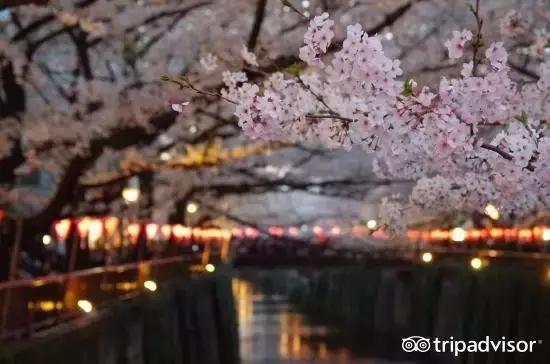 正逢樱花烂漫,何必远行带上这份攻略带你去赏樱