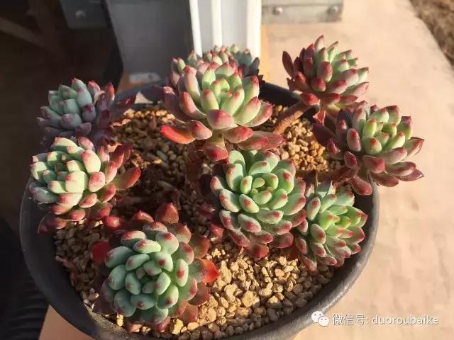 多肉为什么比较坑,多肉基础知识详解