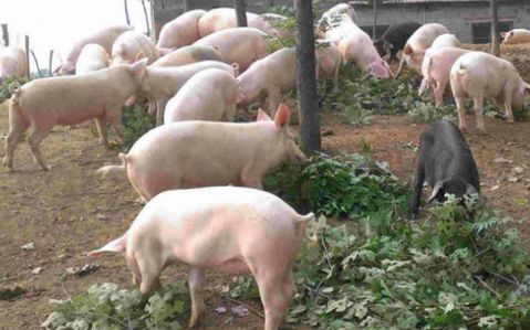 保育猪顽固性腹泻怎么治疗,保育猪腹泻呕吐消瘦治疗方法