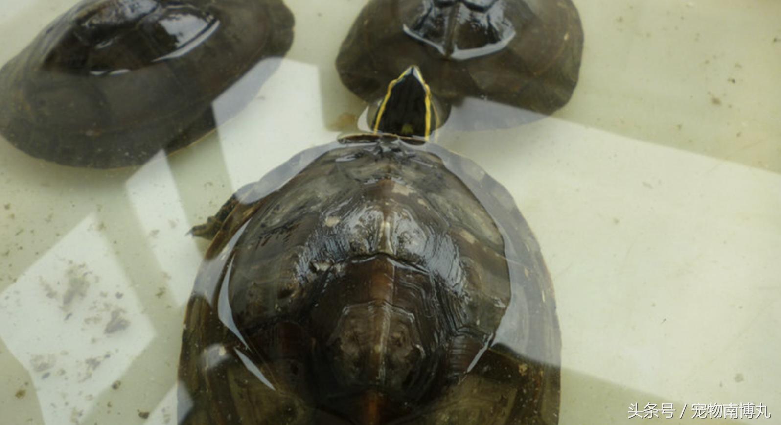 安布闭壳龟容易腐皮吗,安布闭壳龟在龟圈里面是什么段位