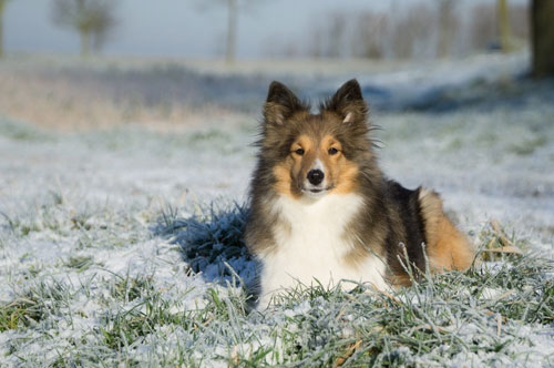 母狗生产后如何照顾小狗,怀孕犬的喂养注意事项