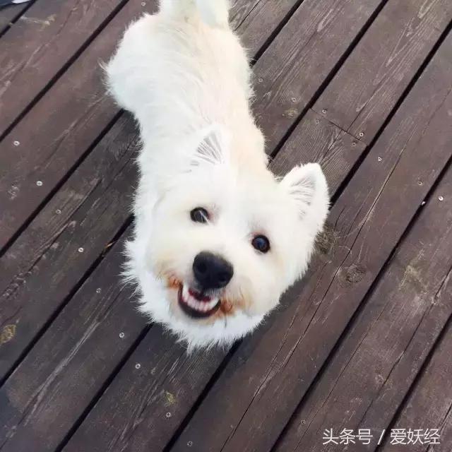 爱妖经养宠怎么玩,爱妖经