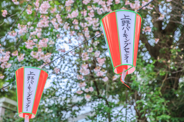 樱花烂漫几多时完整版,日本樱花节赏樱攻略视频大全