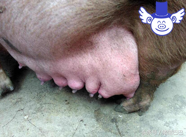 母猪乳房炎怎么引起的,母猪乳房炎最佳治疗方案